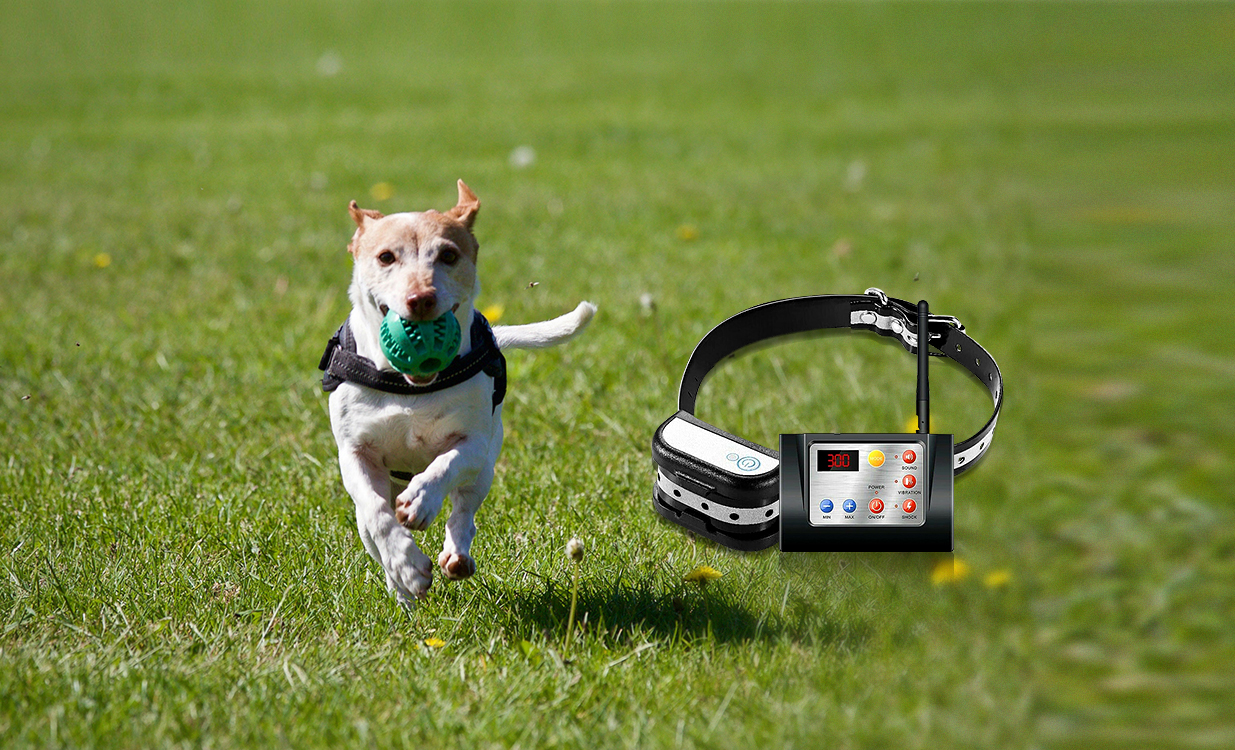 Do electric dog fences really work?